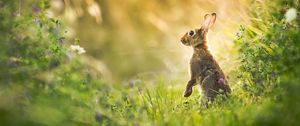 Preview wallpaper hare, grass, animal, gray