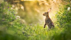 Preview wallpaper hare, grass, animal, gray