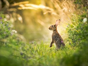 Preview wallpaper hare, grass, animal, gray