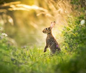 Preview wallpaper hare, grass, animal, gray