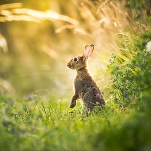 Preview wallpaper hare, grass, animal, gray