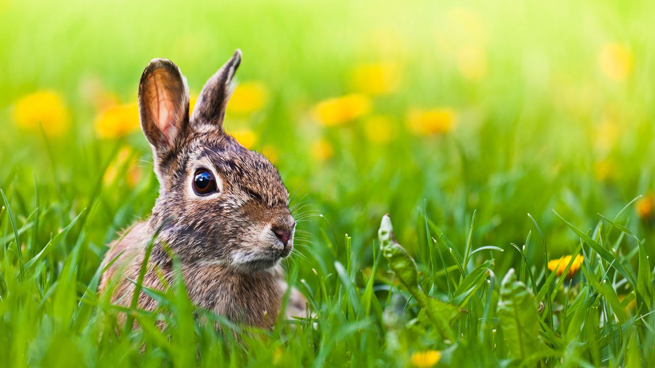 Wallpaper hare, grass, animal