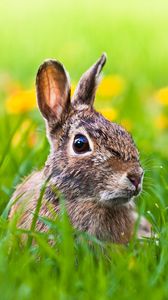 Preview wallpaper hare, grass, animal