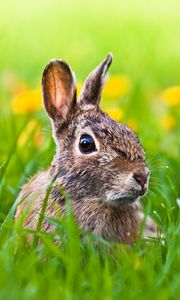 Preview wallpaper hare, grass, animal