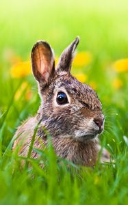 Preview wallpaper hare, grass, animal
