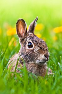 Preview wallpaper hare, grass, animal