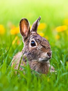 Preview wallpaper hare, grass, animal