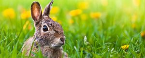 Preview wallpaper hare, grass, animal