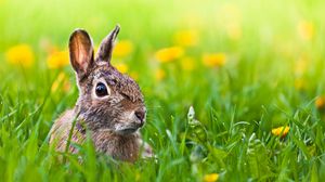 Preview wallpaper hare, grass, animal