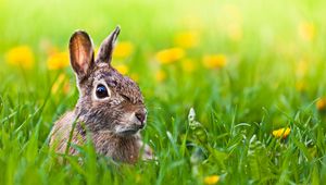 Preview wallpaper hare, grass, animal