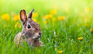 Preview wallpaper hare, grass, animal