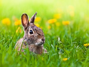 Preview wallpaper hare, grass, animal