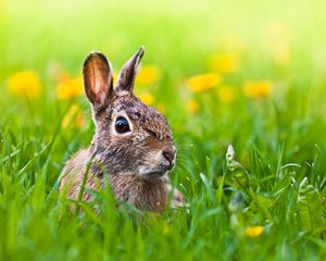 Preview wallpaper hare, grass, animal