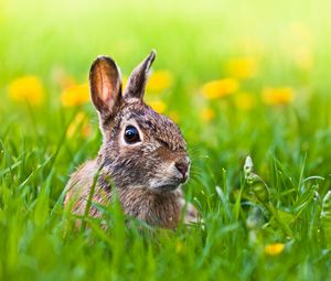 Preview wallpaper hare, grass, animal