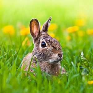 Preview wallpaper hare, grass, animal