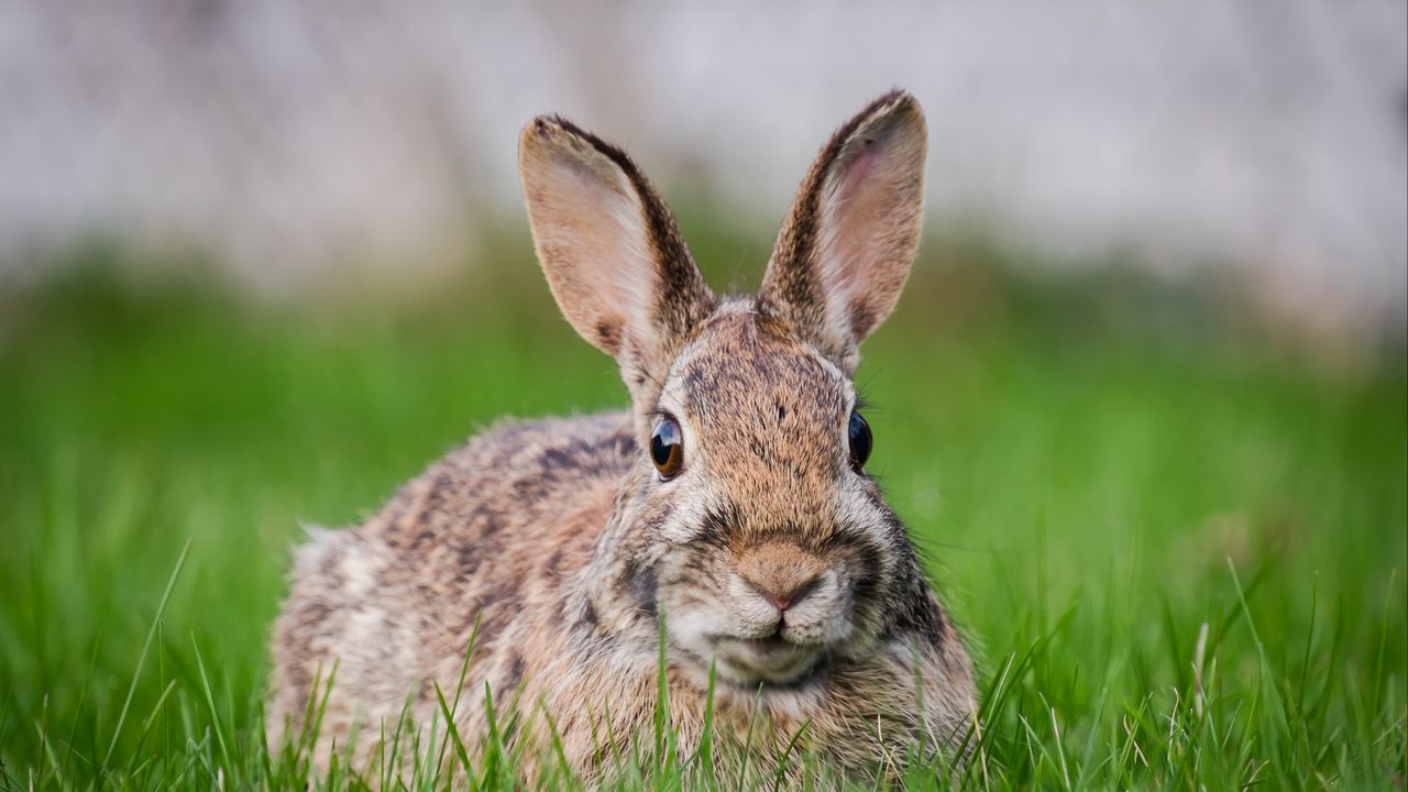 Wallpaper hare, grass, animal, wildlife