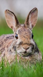 Preview wallpaper hare, grass, animal, wildlife