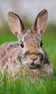 Preview wallpaper hare, grass, animal, wildlife