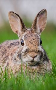 Preview wallpaper hare, grass, animal, wildlife