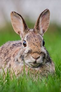 Preview wallpaper hare, grass, animal, wildlife