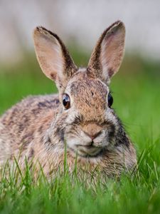 Preview wallpaper hare, grass, animal, wildlife