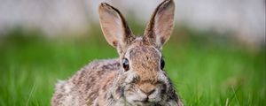 Preview wallpaper hare, grass, animal, wildlife