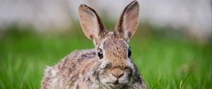 Preview wallpaper hare, grass, animal, wildlife