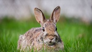 Preview wallpaper hare, grass, animal, wildlife