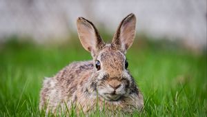 Preview wallpaper hare, grass, animal, wildlife