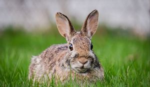 Preview wallpaper hare, grass, animal, wildlife