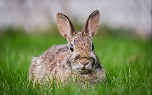 Preview wallpaper hare, grass, animal, wildlife
