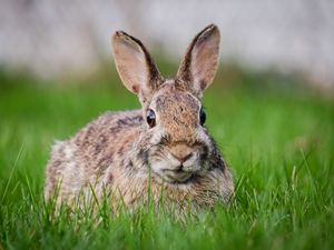 Preview wallpaper hare, grass, animal, wildlife