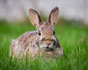 Preview wallpaper hare, grass, animal, wildlife