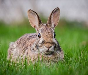 Preview wallpaper hare, grass, animal, wildlife