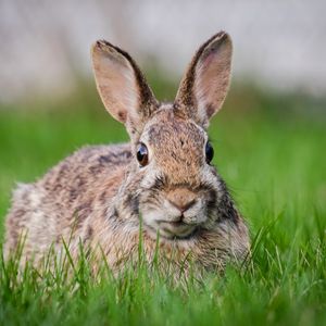 Preview wallpaper hare, grass, animal, wildlife