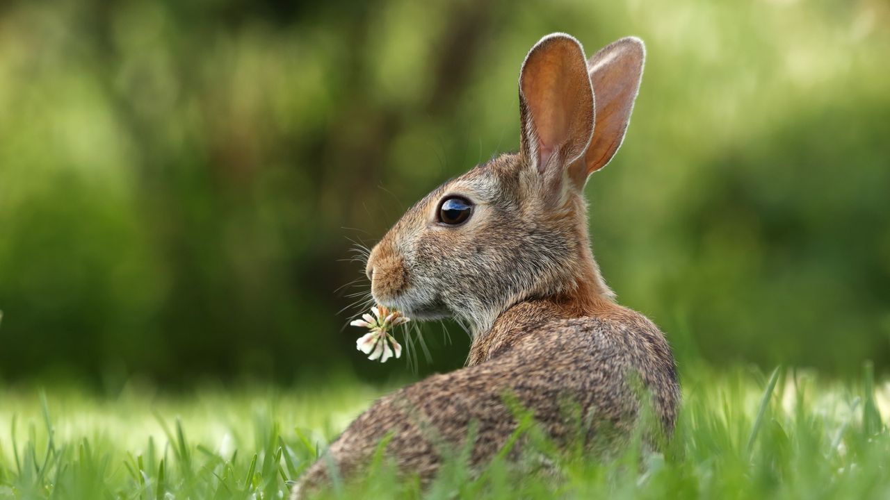 Wallpaper hare, grass, clover, animal