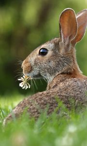 Preview wallpaper hare, grass, clover, animal