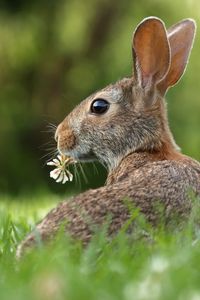 Preview wallpaper hare, grass, clover, animal