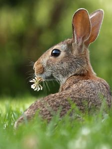 Preview wallpaper hare, grass, clover, animal