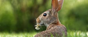 Preview wallpaper hare, grass, clover, animal