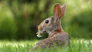 Preview wallpaper hare, grass, clover, animal