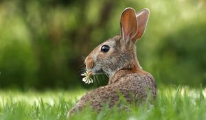 Preview wallpaper hare, grass, clover, animal