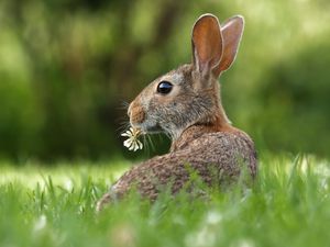 Preview wallpaper hare, grass, clover, animal