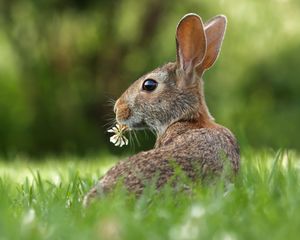 Preview wallpaper hare, grass, clover, animal