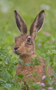 Preview wallpaper hare, grass, flowers, face, fear