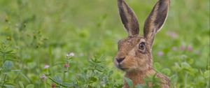 Preview wallpaper hare, grass, flowers, face, fear