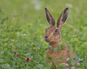 Preview wallpaper hare, grass, flowers, face, fear