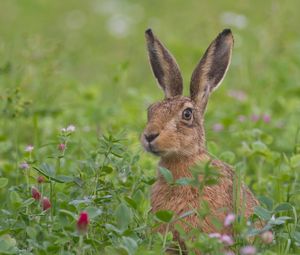 Preview wallpaper hare, grass, flowers, face, fear