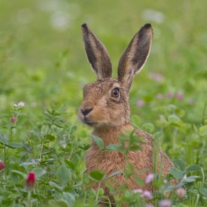 Preview wallpaper hare, grass, flowers, face, fear