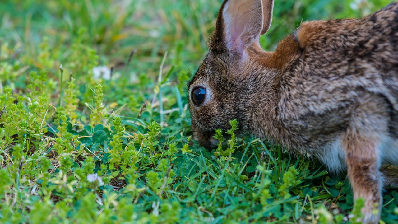 Wallpaper hare, grass, food, eyes